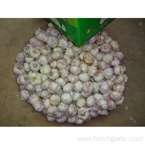 Normal White Garlic New Crop Fresh 2019